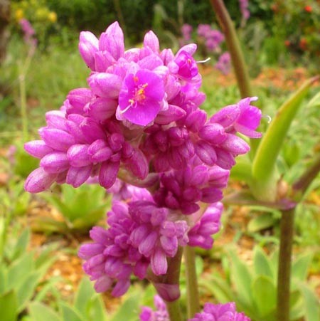 flores da Callisia warszewicziana