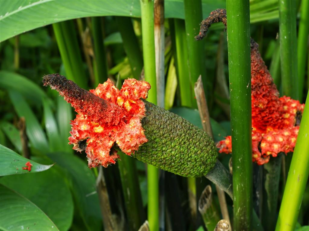 flores da Carludovica palmata