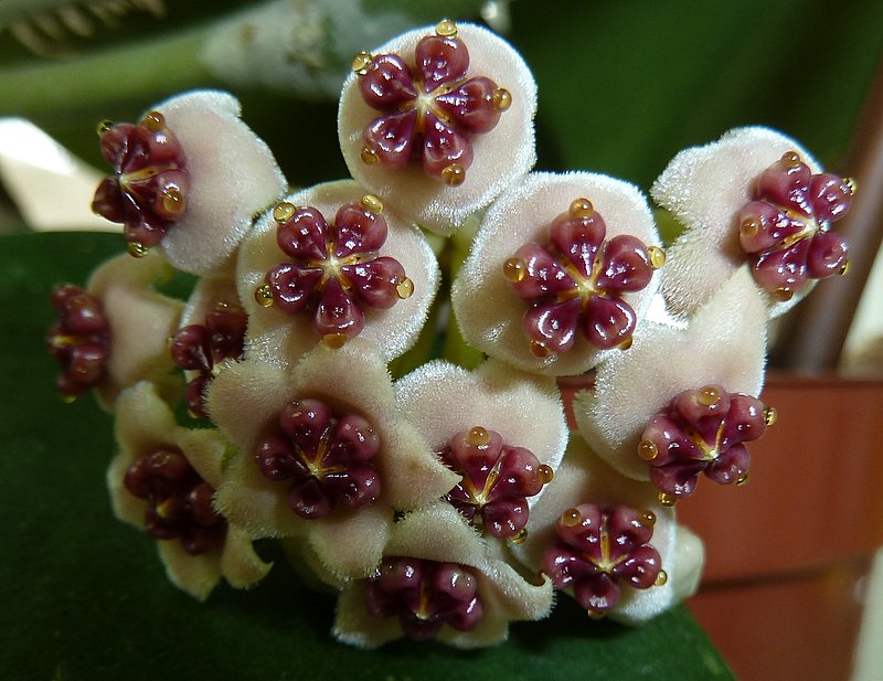 flores da Hoya kerrii