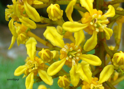 flores da Lophantera Lactescens