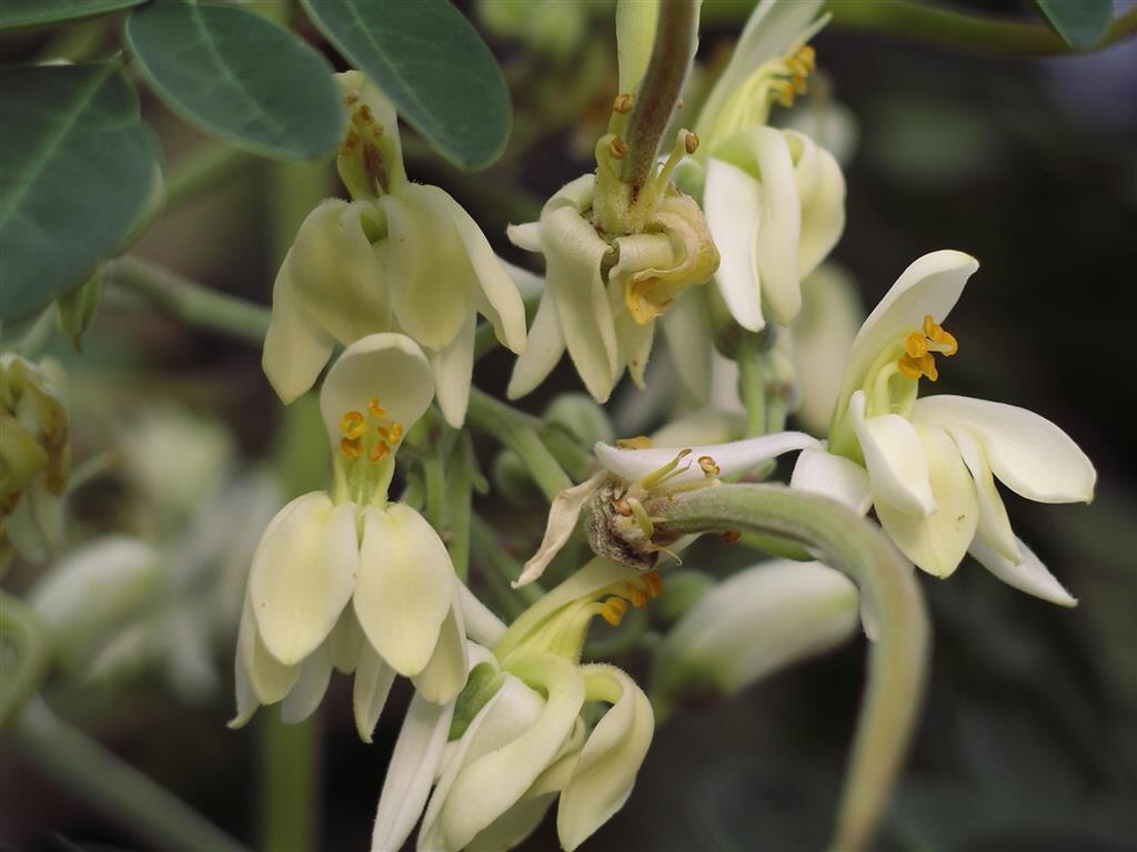 flores da Moringa 