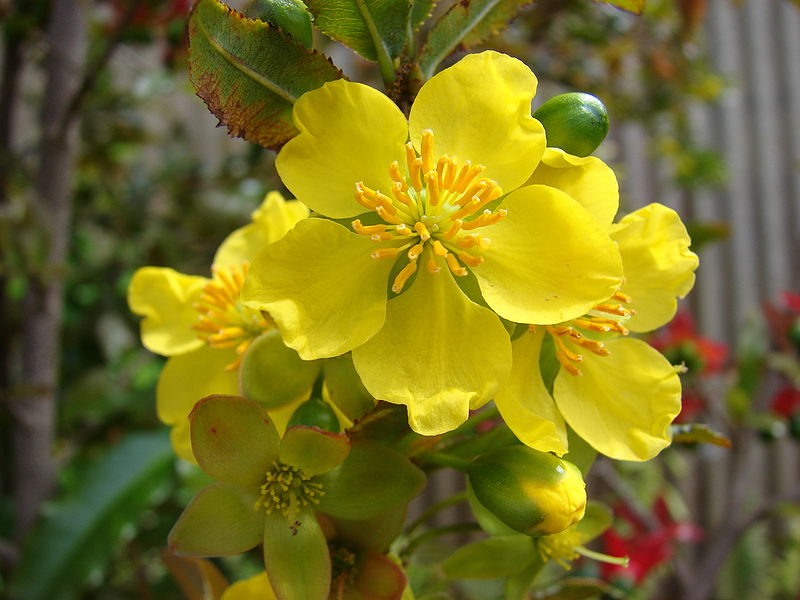 flores da Ochna_serrulata