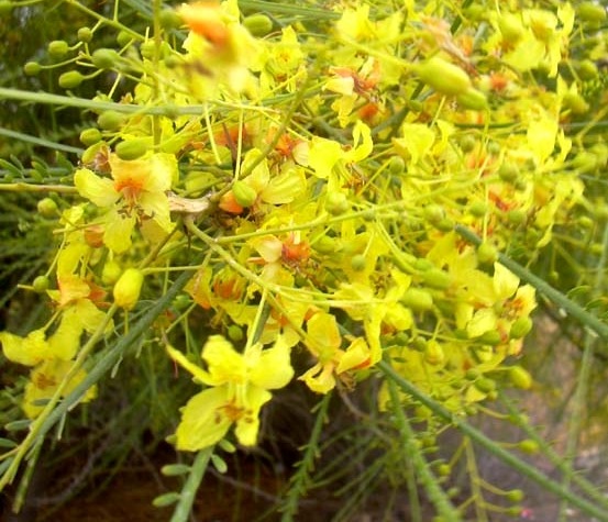 flores da Parkinsonia aculeata