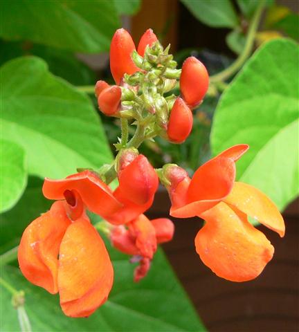 flores da Phaseolus_coccineus