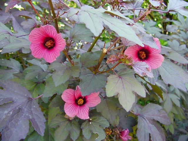 flores da Roselle - Hibiscus sabidariffa)