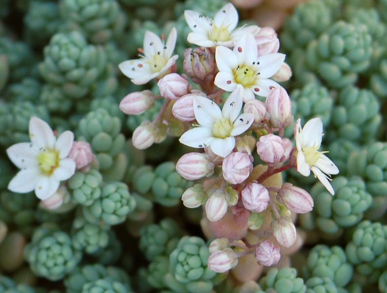 flores da Sedum dasyphyllum