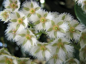 flores da azeitona-do-ceilão