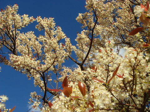 flores da cagaita