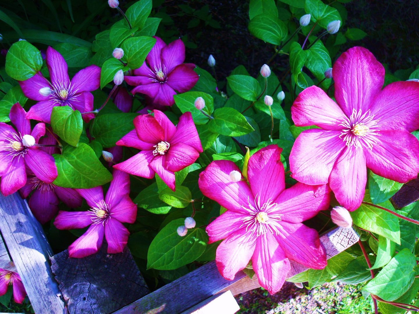 flores-da-clematis