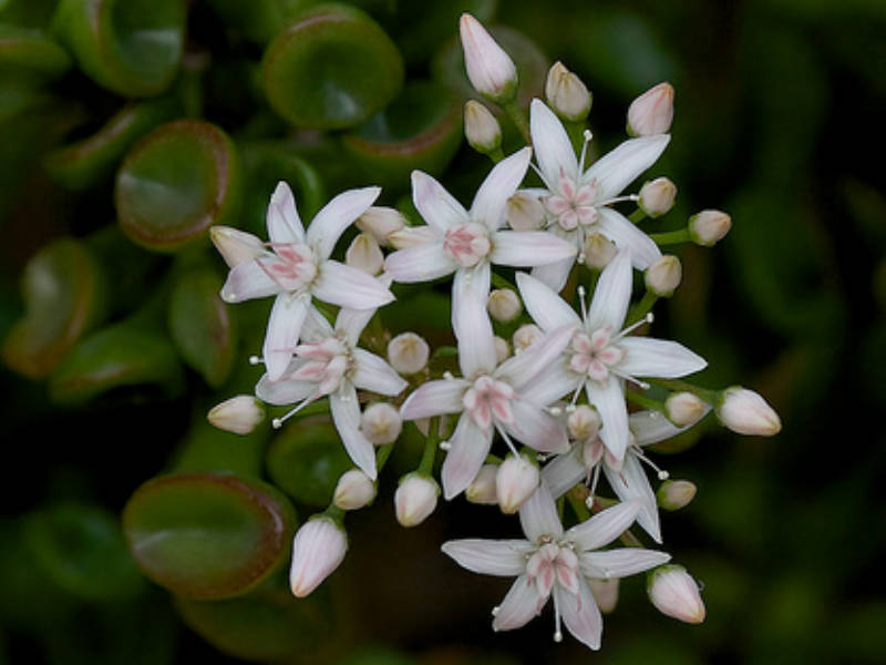 flores da crassula ovata gollum flores da crassula ovata gollum