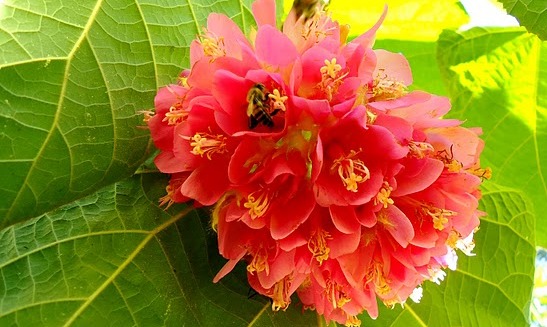 flores da dombeya