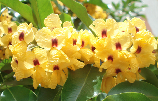 flores de Pau Brasil