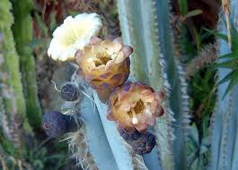 flores de Pilosocereus pachycladus