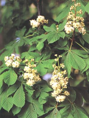 flores de aesculus