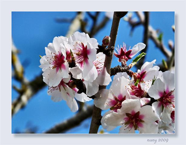 flores de inverno (Small)