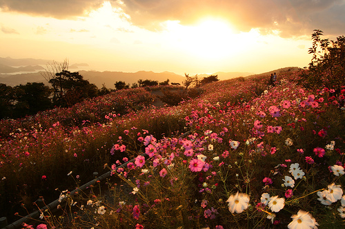 flores-de-outono