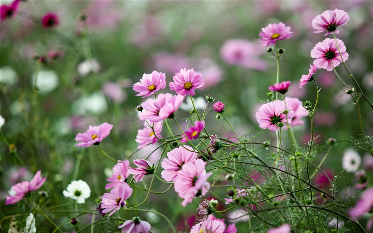 flores de verão