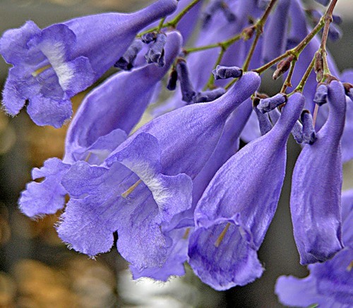 flores do Jacaranda mimosaefolia