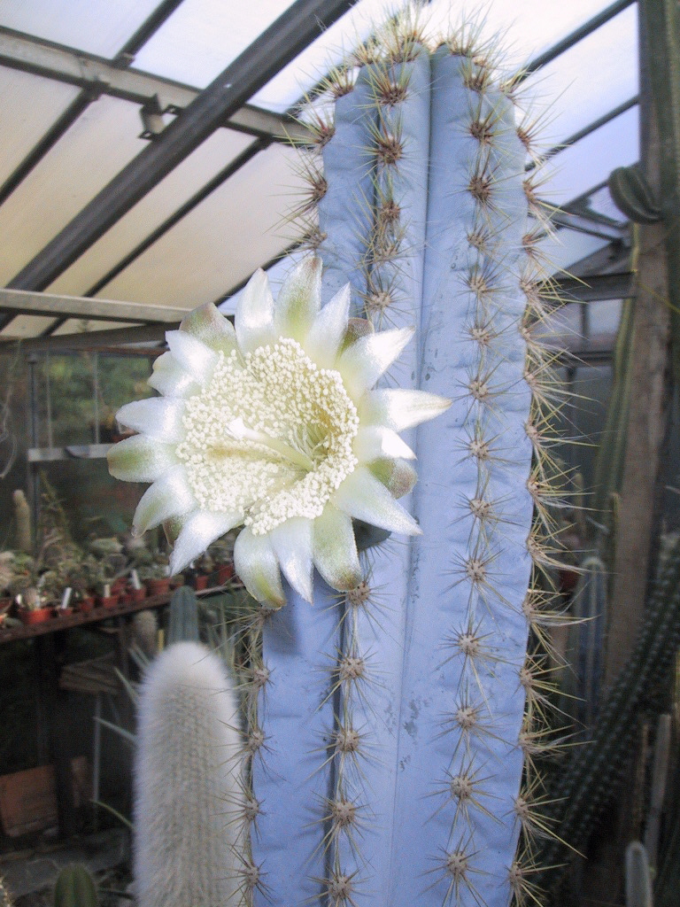 flores do Pilosocereus pachycladus