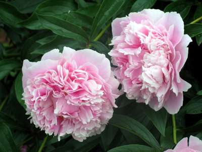 flores-peonia_