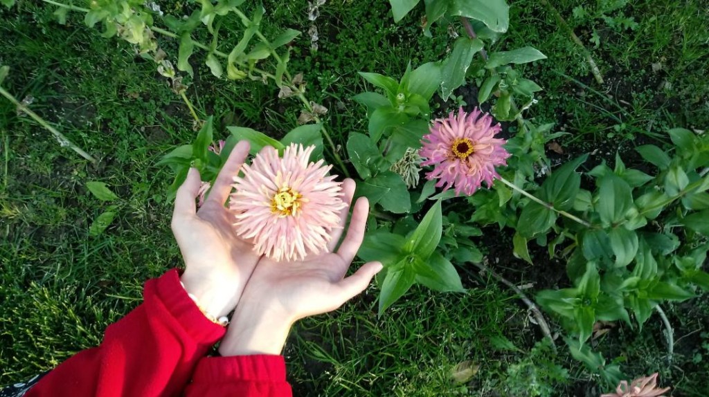 flores rosas