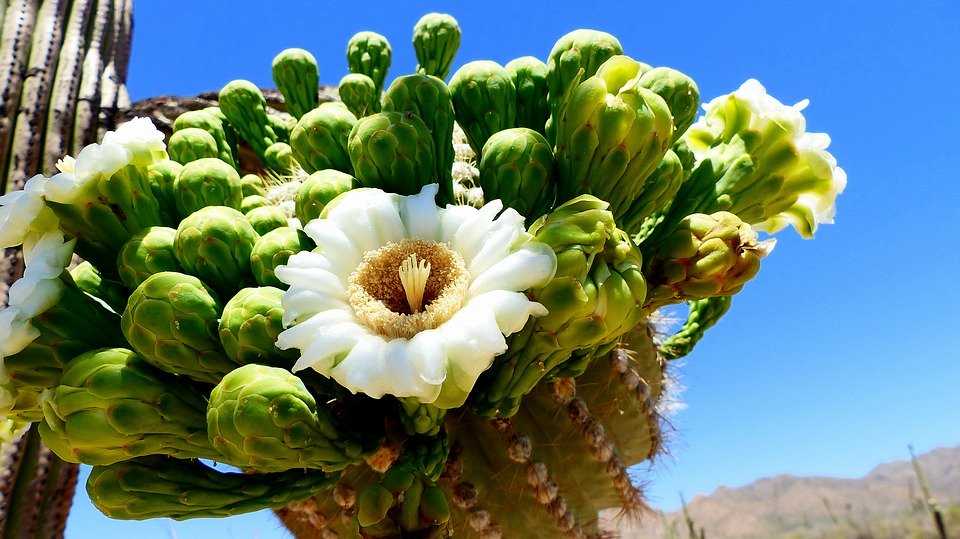 flores saguaro