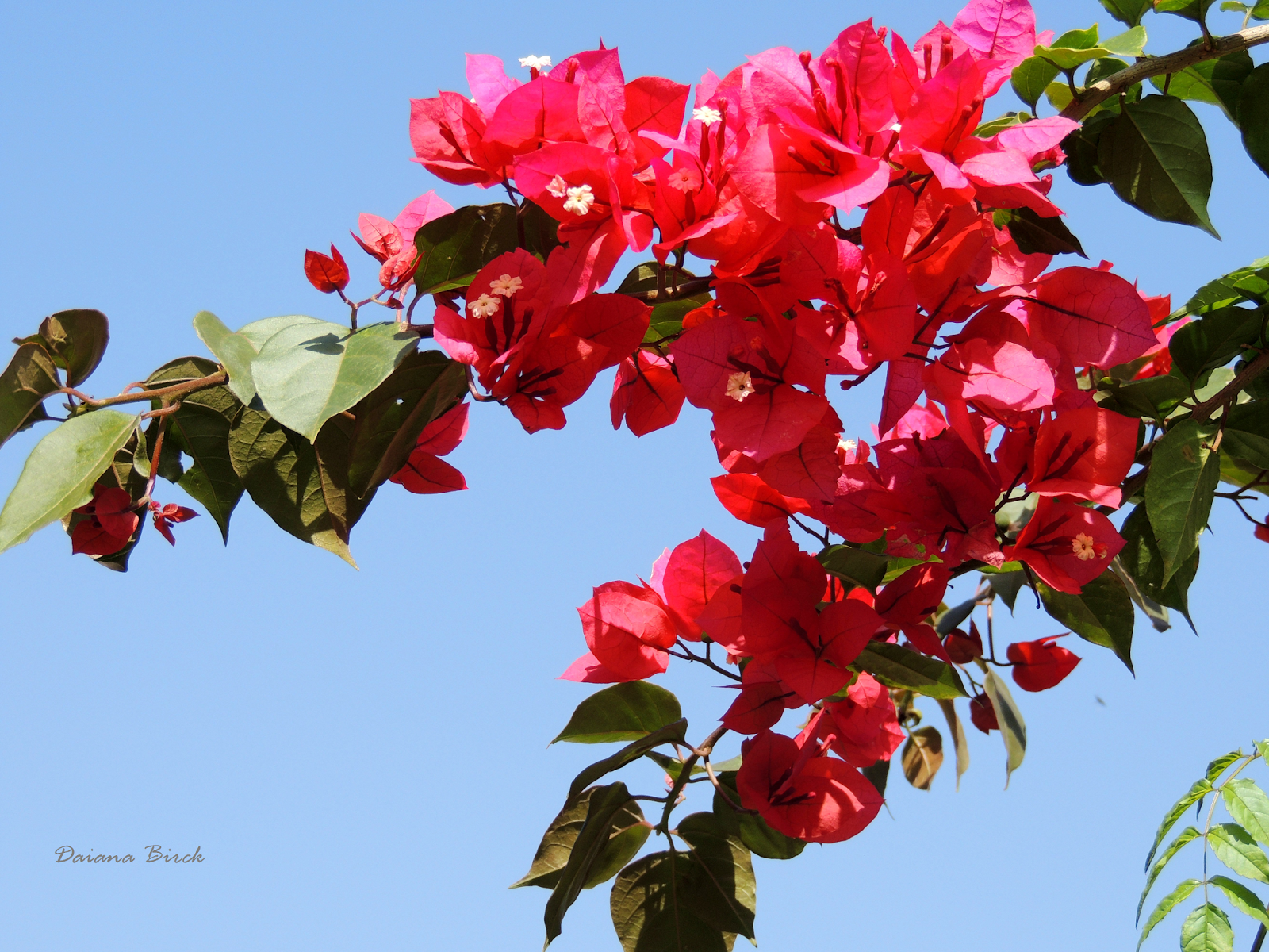 flores tres maria