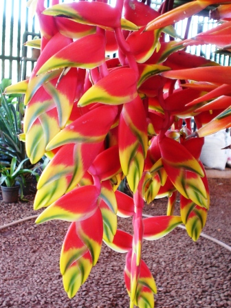 flores tropicais