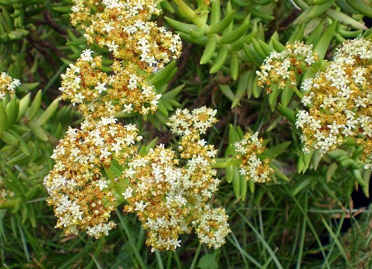 flores_crassula_tetragona_4