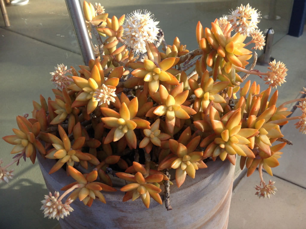 flores da sedum