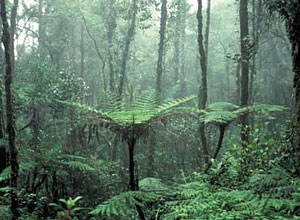 floresta- tropical