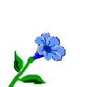 florzinha azul