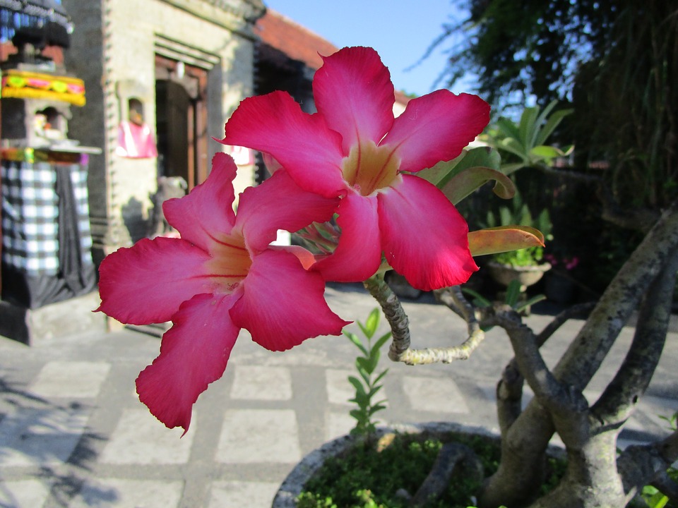 adenium obesum