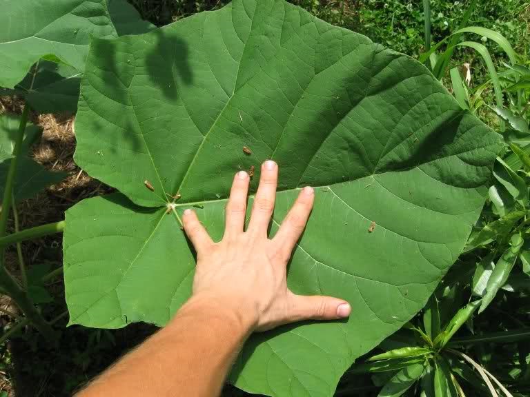 folha-Paulownia elongata