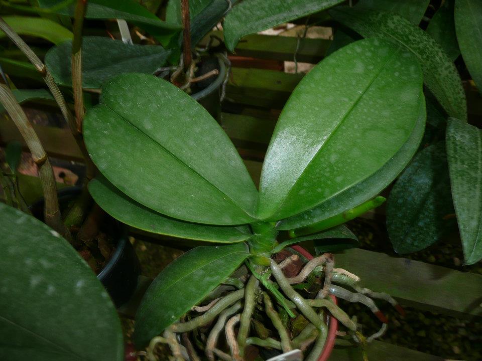 folha de orquídea