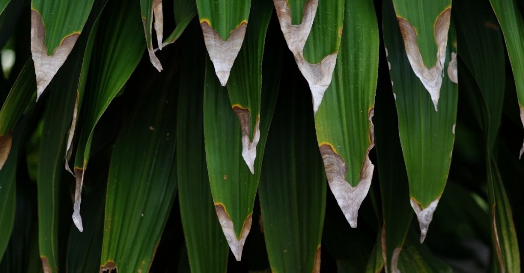 pontas-secas-e-queimadas