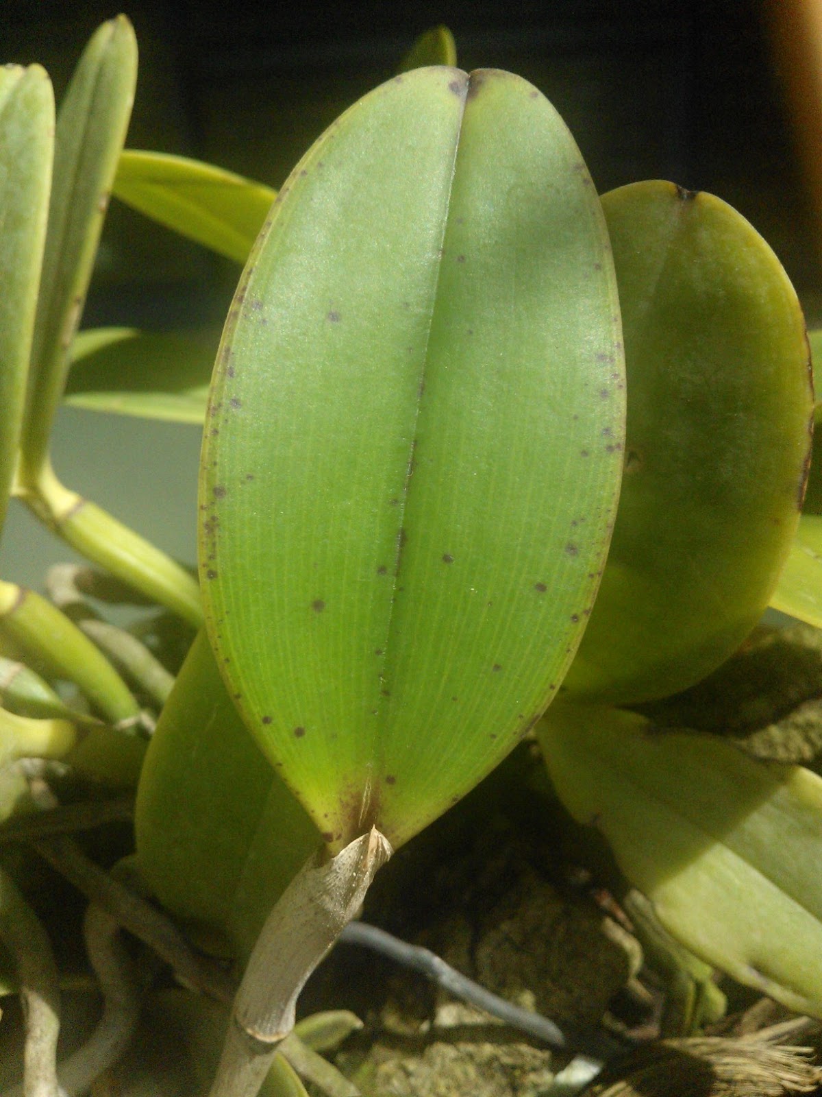 folhas cattleya aclandiae5