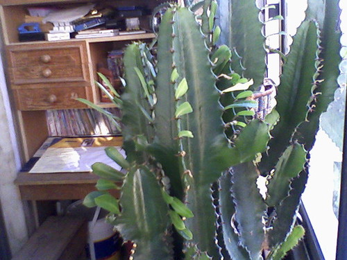 folhas de cactus