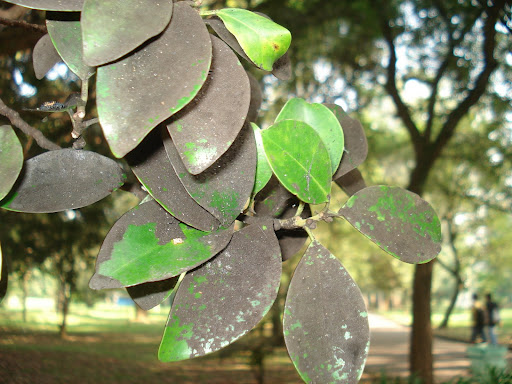 folhas de ficus