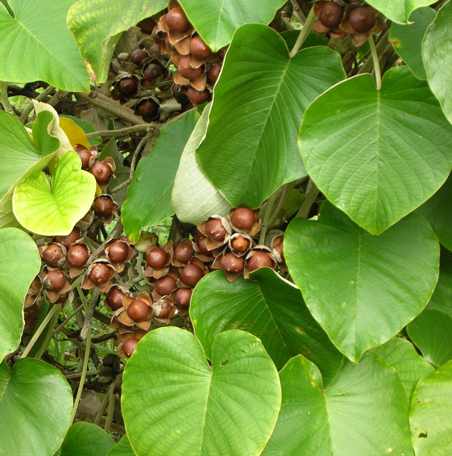 folhas e frutos da Argyreia nervosa