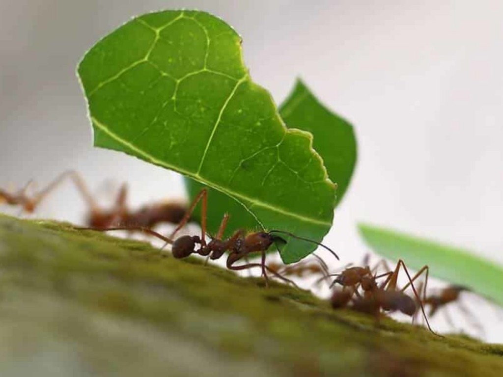 folhas-formigas