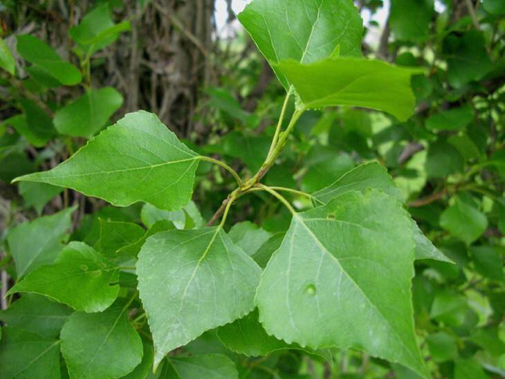 Populus nigra