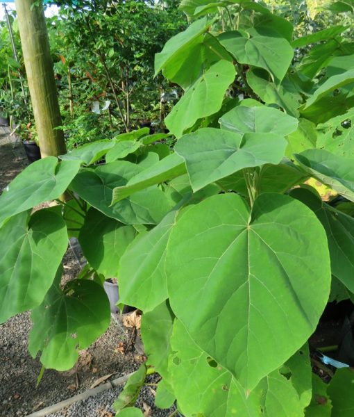 folhas_paulownia