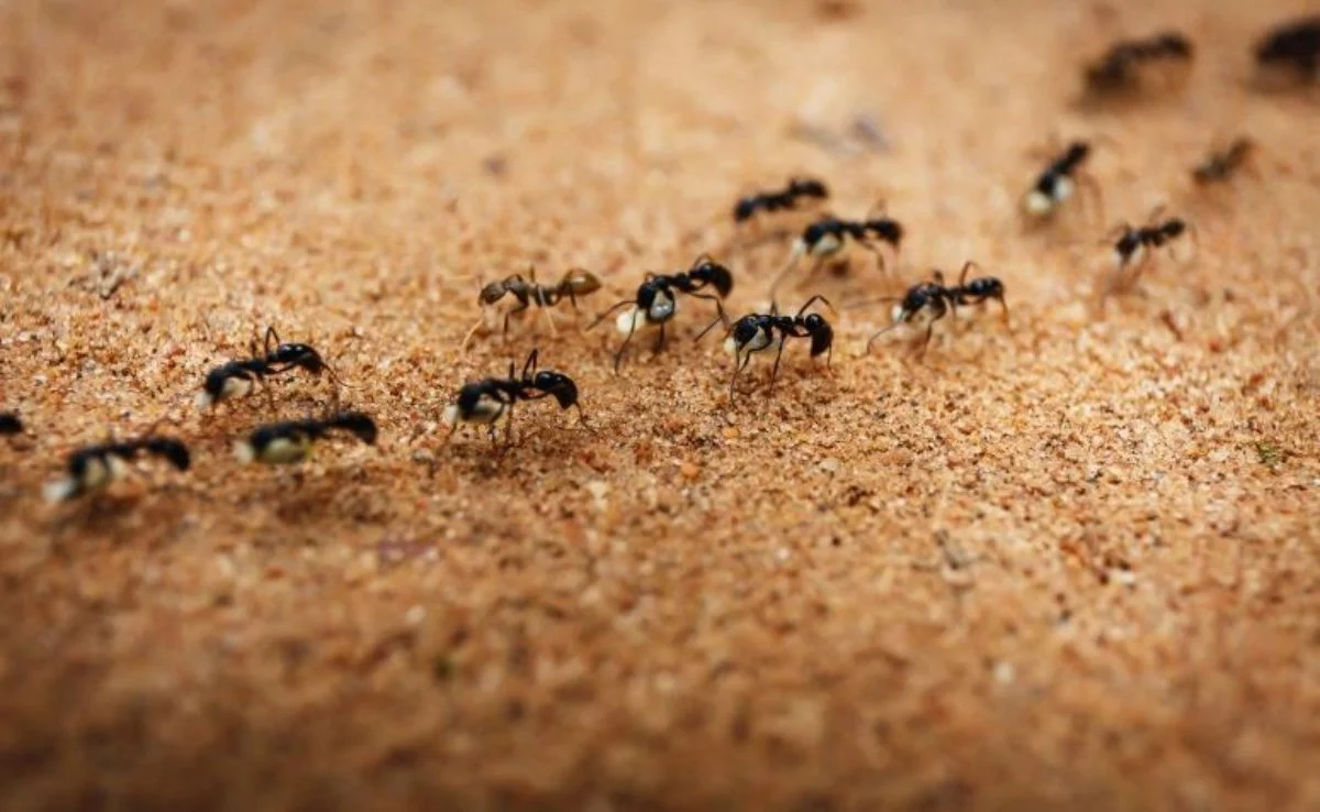 formigas miudas