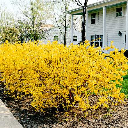 forsythia