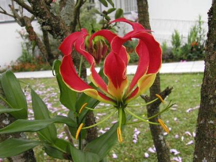 foto-flor-gloriosa-05