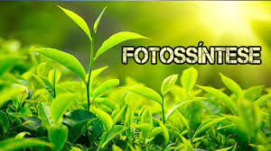 fotosíntese
