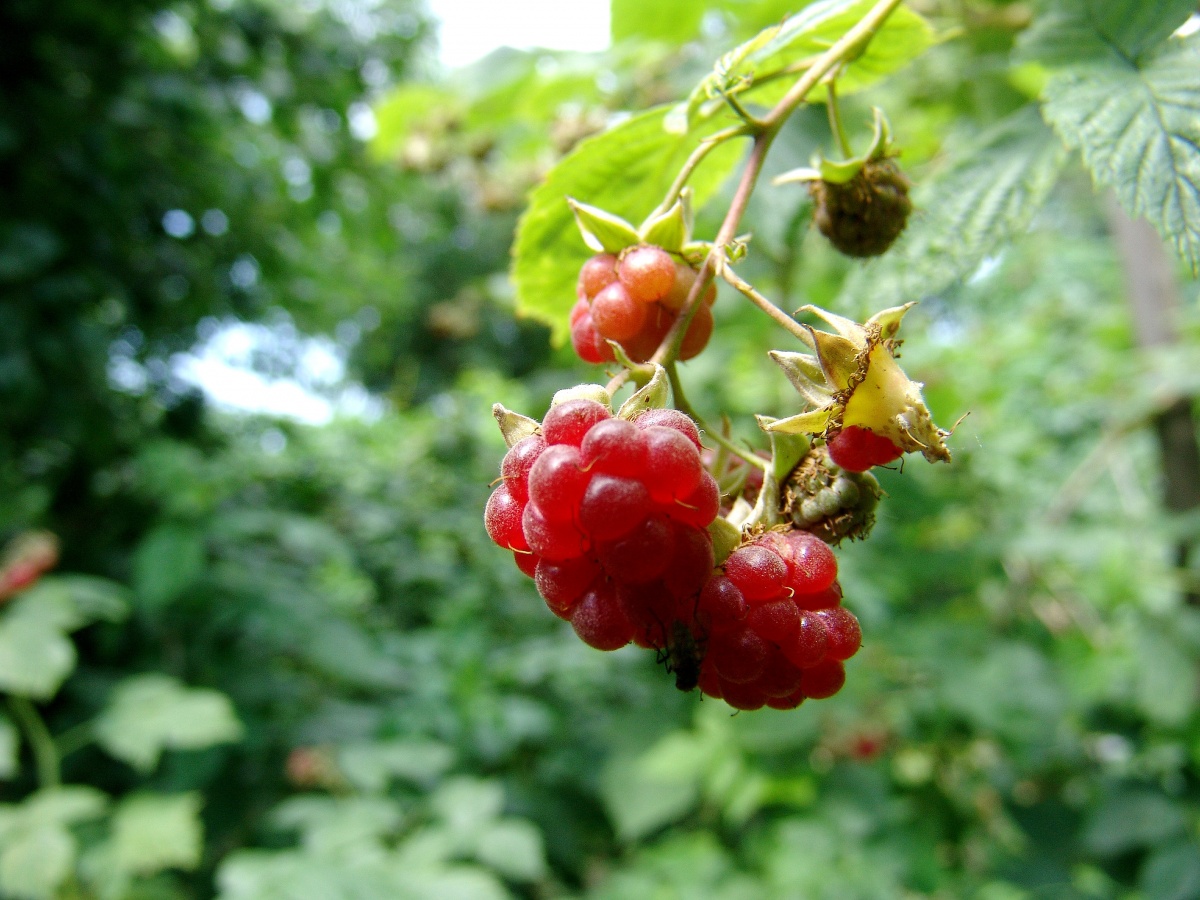 Framboesas maduras