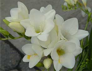 freesia-hybrida