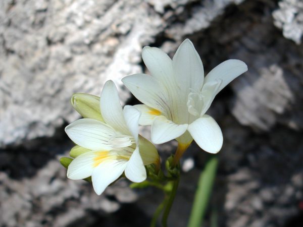 fresias